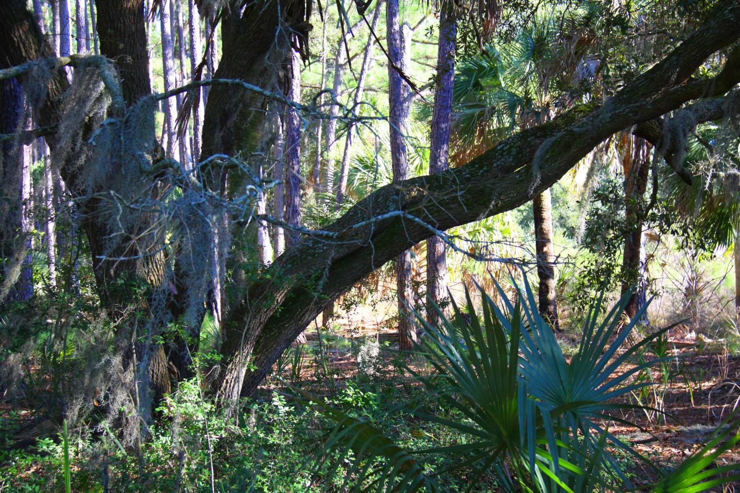landscape south gallery