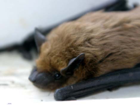 3_ba_bat_3516