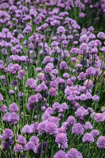 bpu_chives_ 037