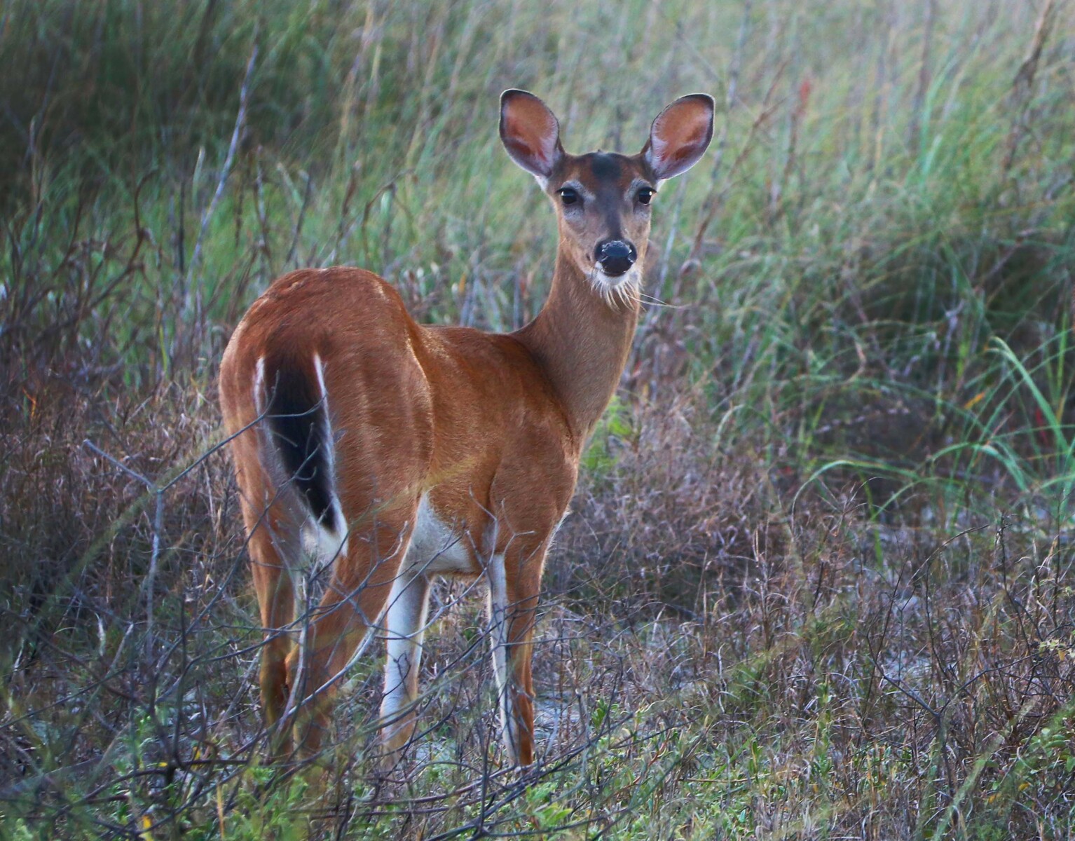 deer at Tower
