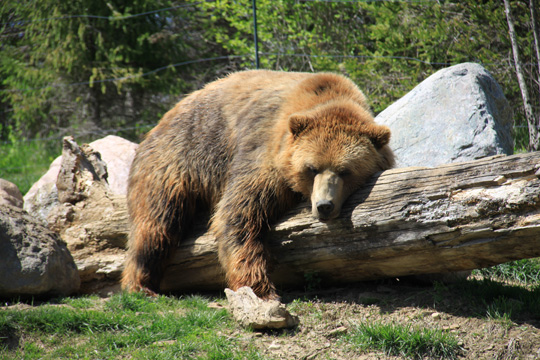 3_be_grizzly nap_114