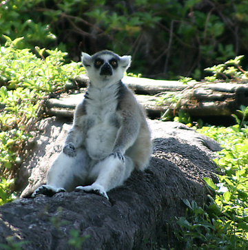 3_mo_lemur
