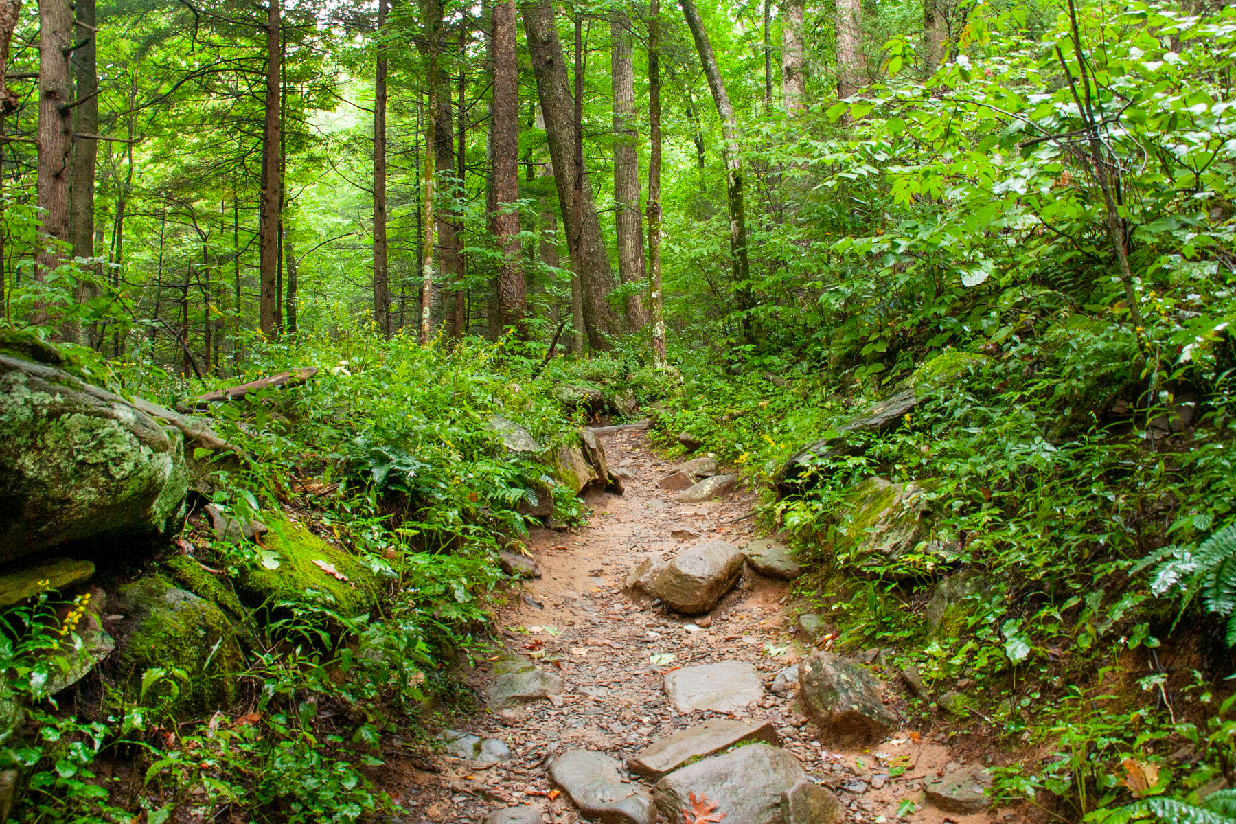 a path to Rainbow falls