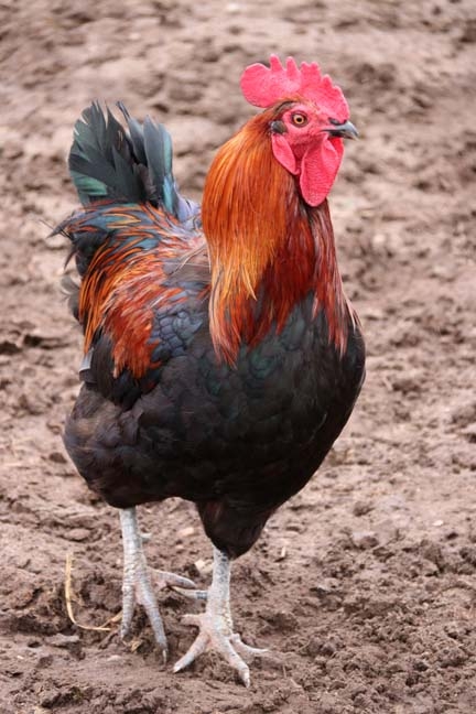 rooster