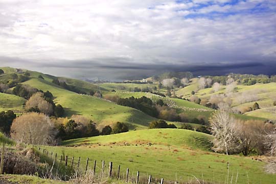 nz_Sheepfield Near Auckland 183
