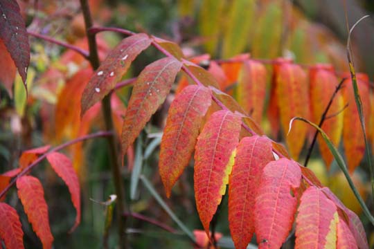 mi_Sumac_1859