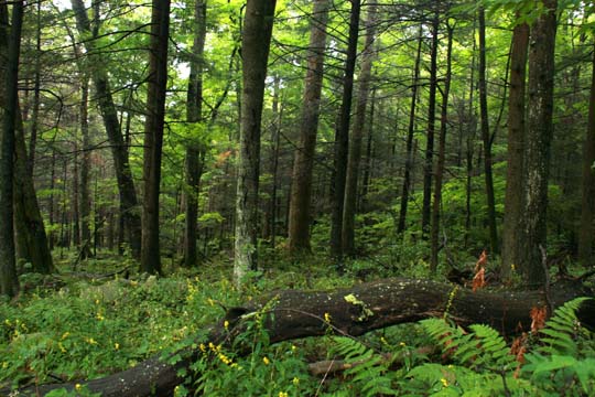 landscape gallery_south_tennessee