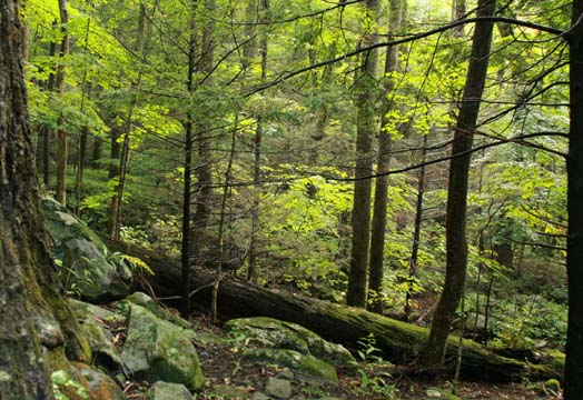 landscape gallery_south_tennessee