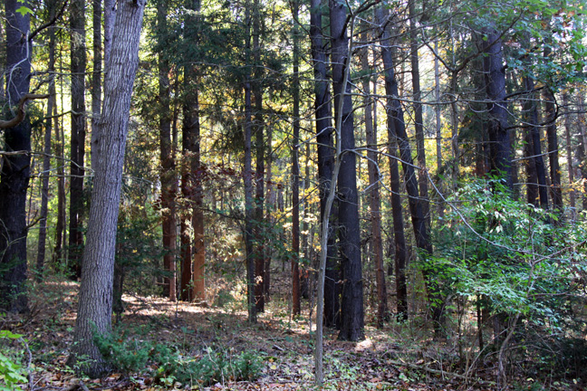 mi_woods_001