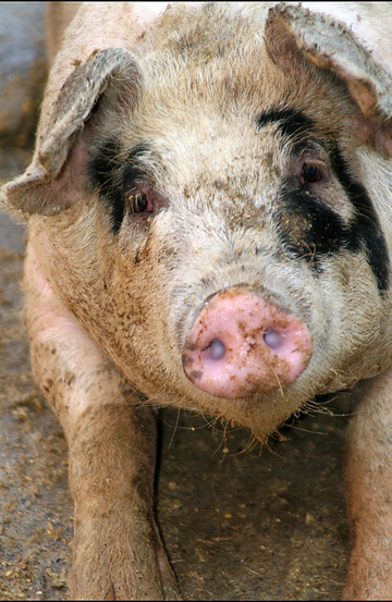 3_pi_dirty pig__0375