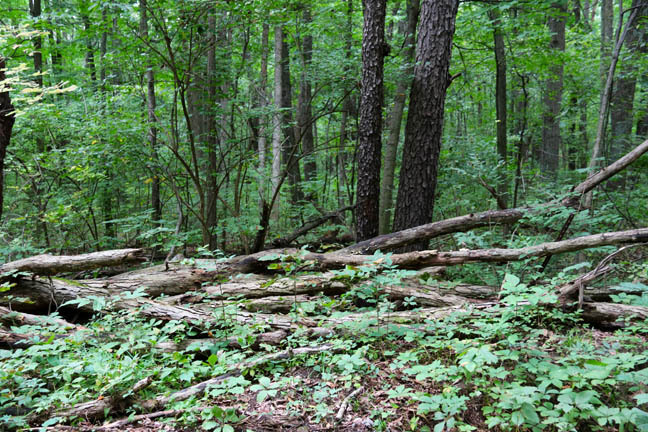 fallen limbs