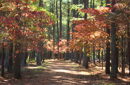 nc_reedy creek_094
