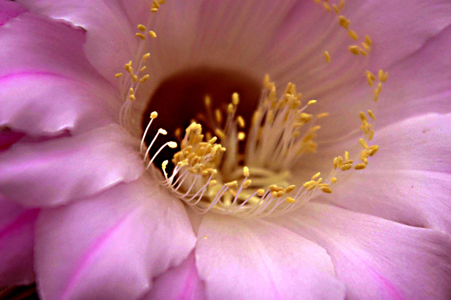 cactus flower in pink