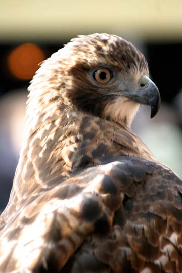 3_bi_redtailed hawk_4078