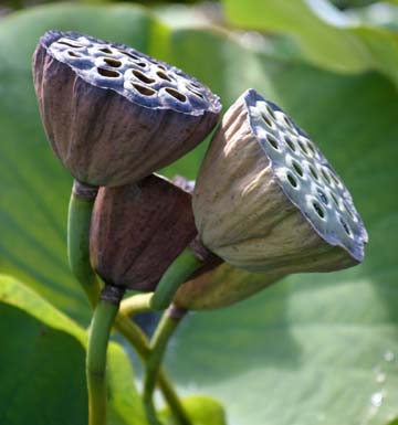 br_The pod of the lotus