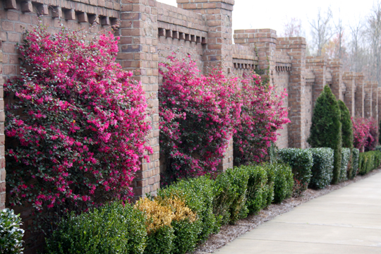 nc_Along the path_008