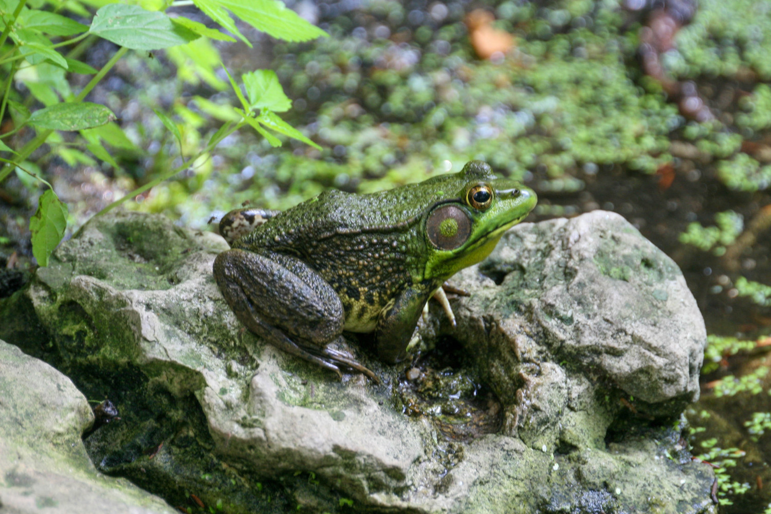 bullfrog