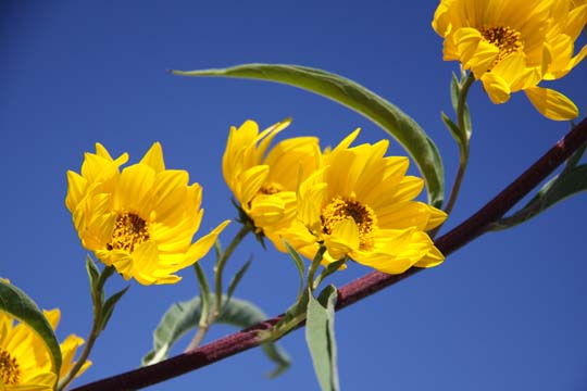 ye_Trailing Yellow_0562