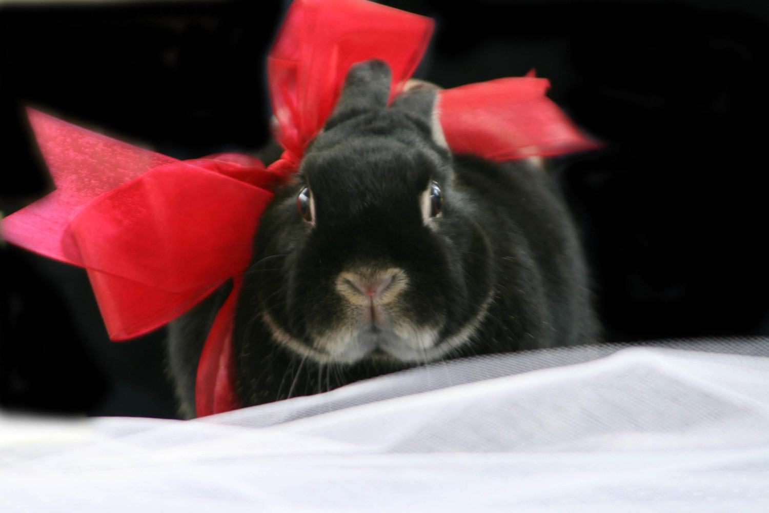 little bunny