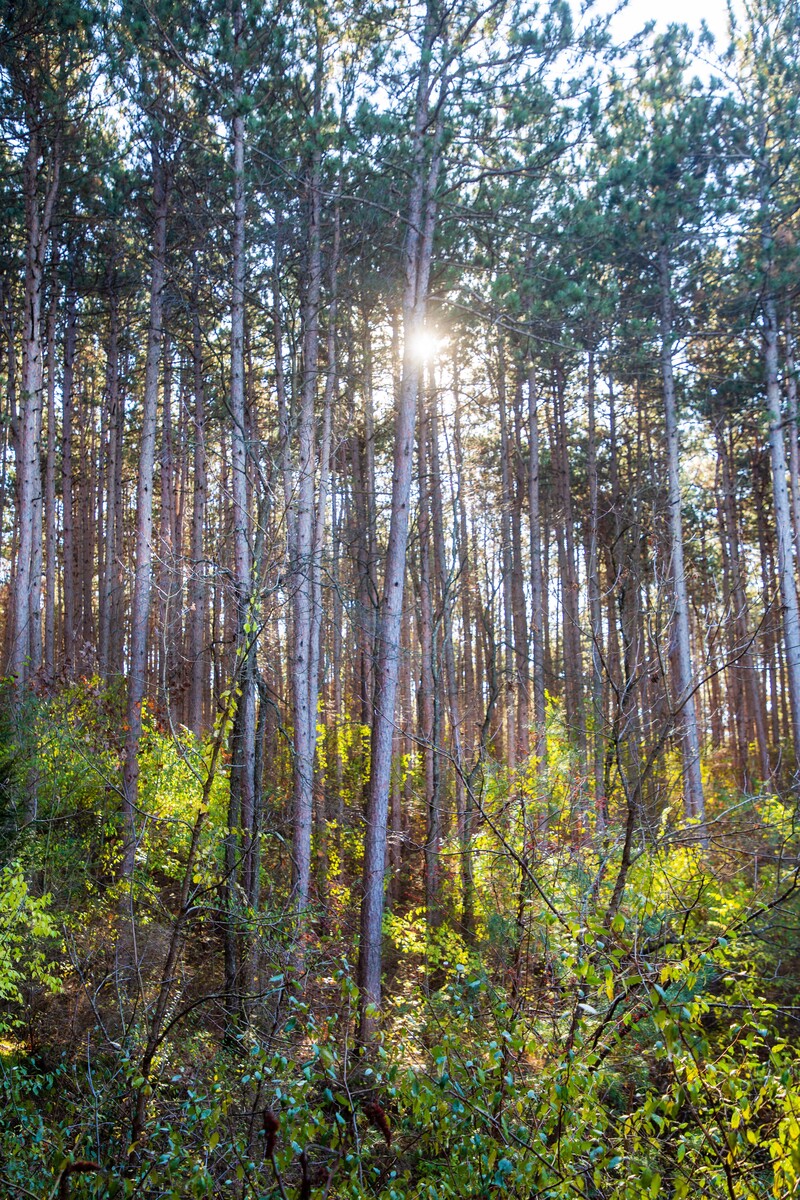 the jungle of the woods