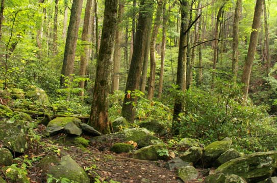 landscape gallery_south_tennessee