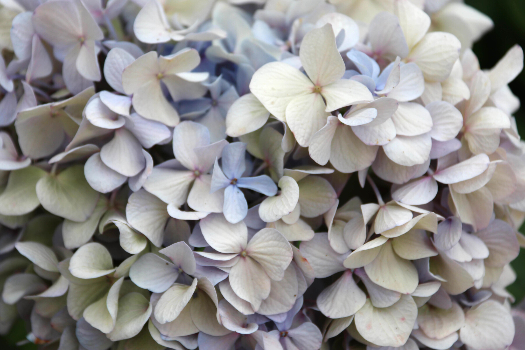 hydrangea