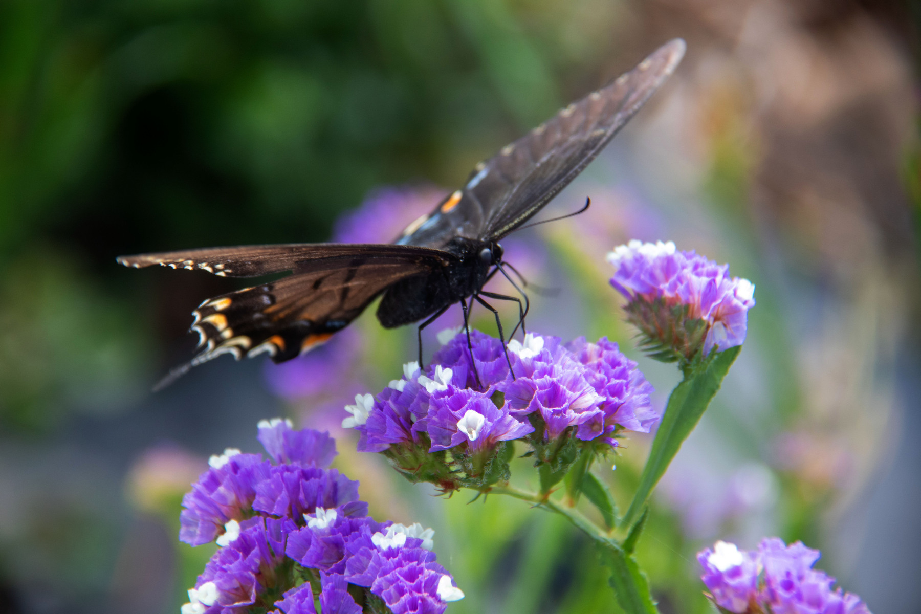 butterfly on status