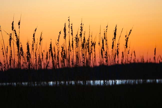 seaoats at sunset_060