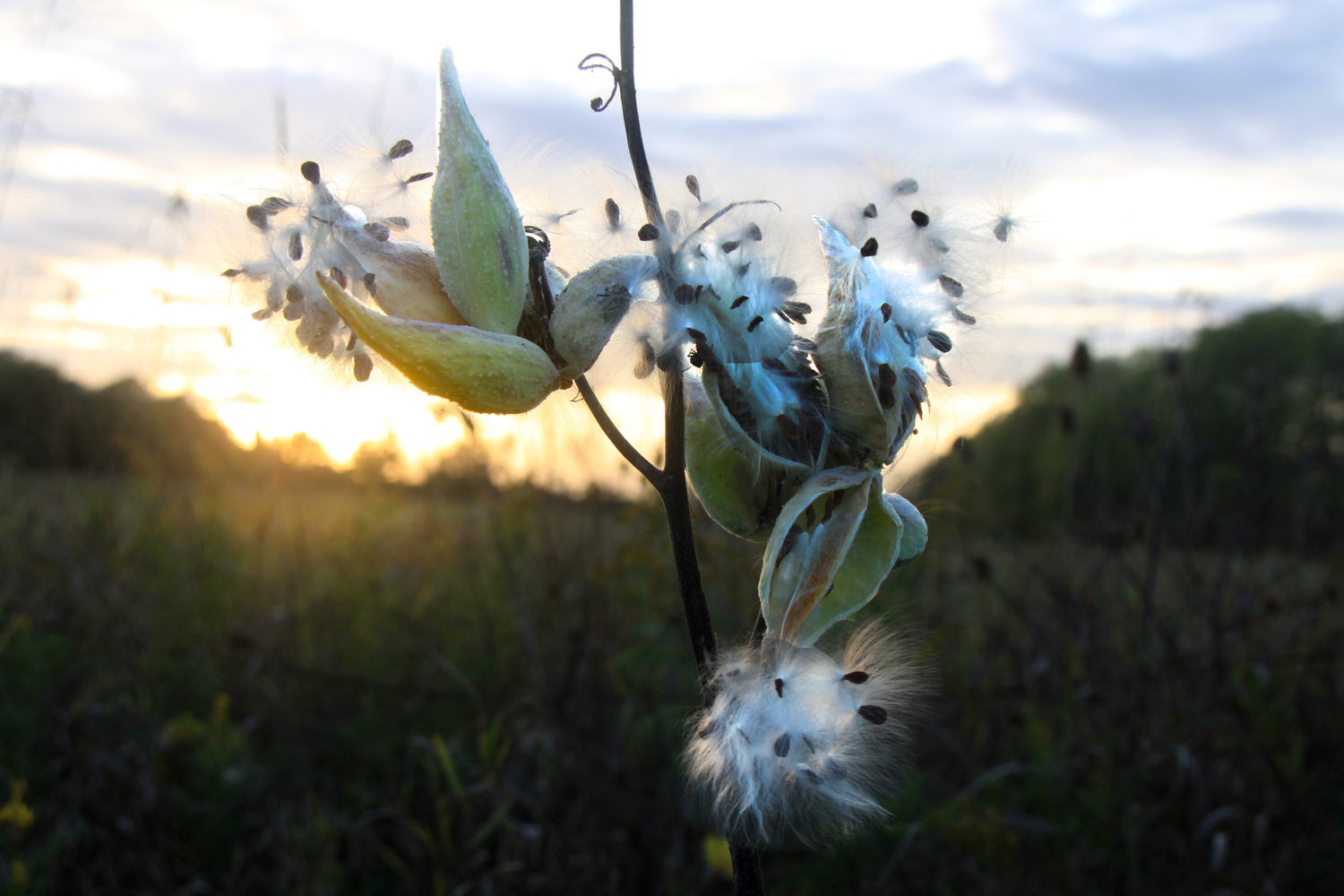 Milkweed at sunset