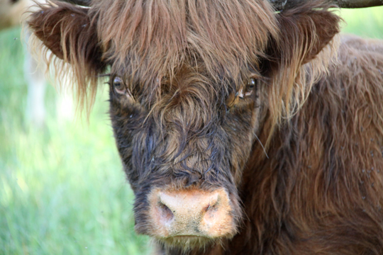 cw_Scotish Highland_6360