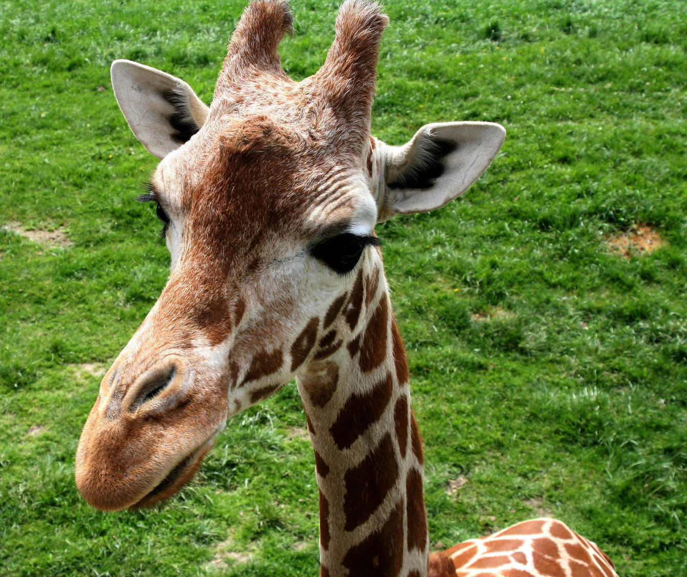 binder giraffe