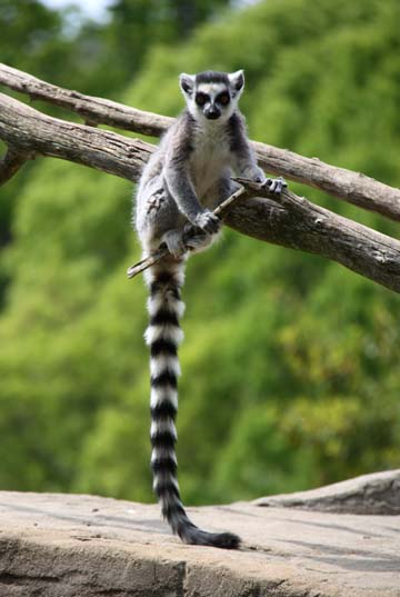 3_mo_Lemur_ 432