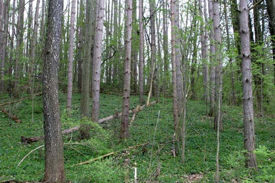 mi_8866  Bird Hill