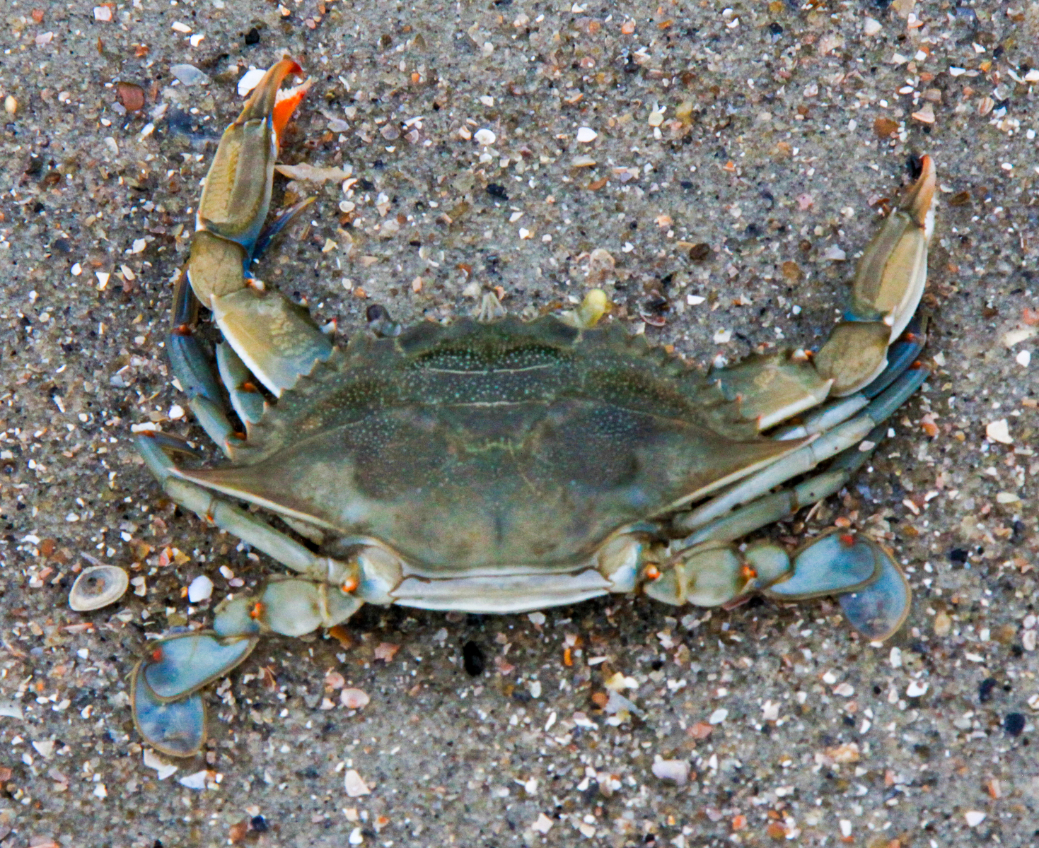 blue crab