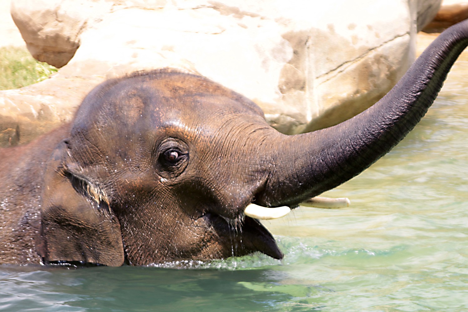 swimming baby elephant