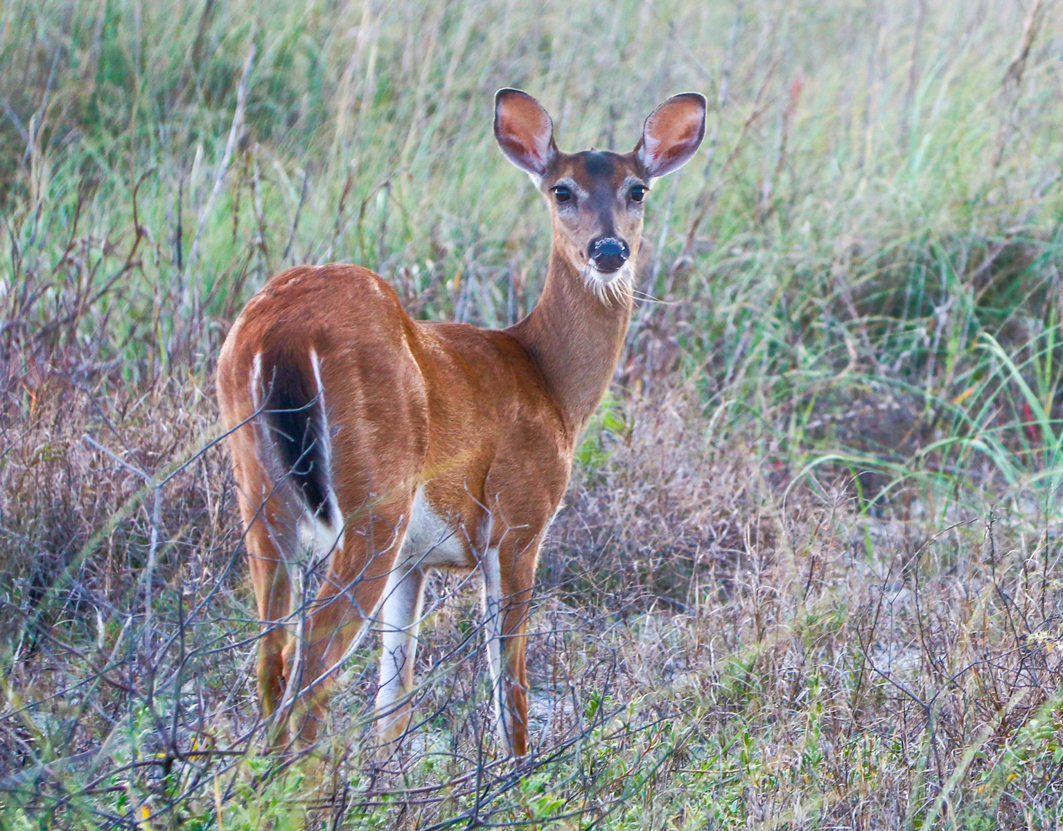 deer looking back