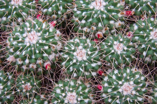 gr_cactus_ 024
