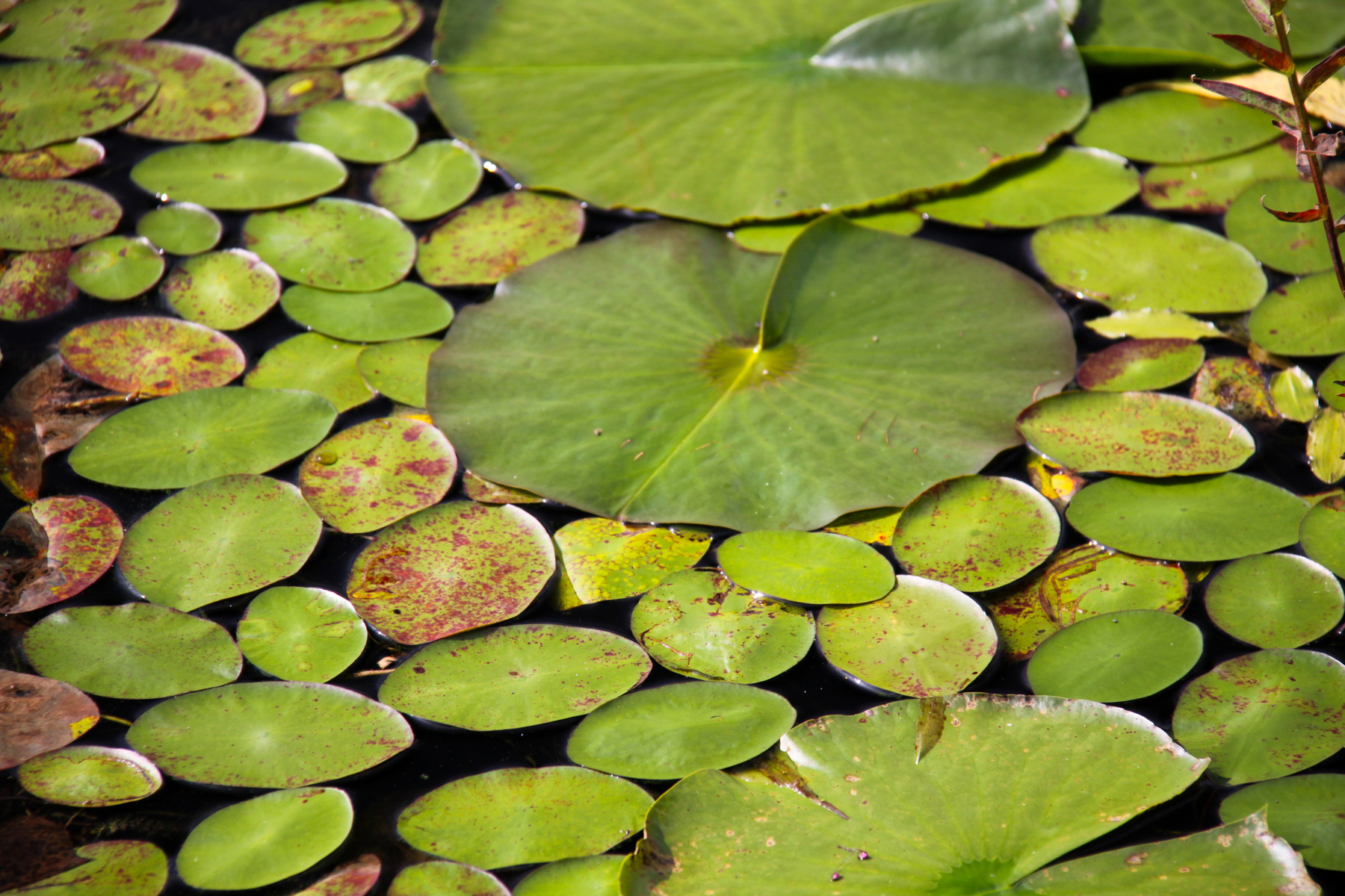 the family of lilies
