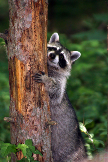 3_rac_raccoon_2446