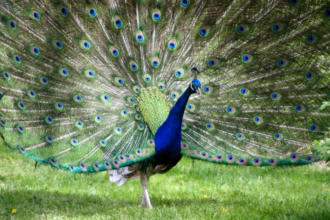 peacock