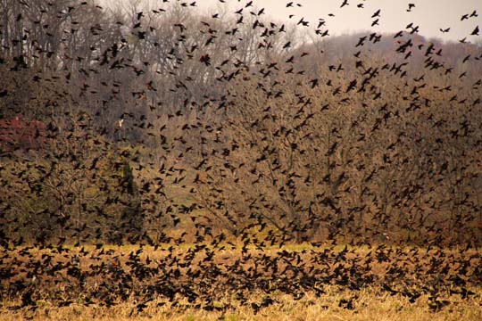wi_red-winged blackbirds_3320