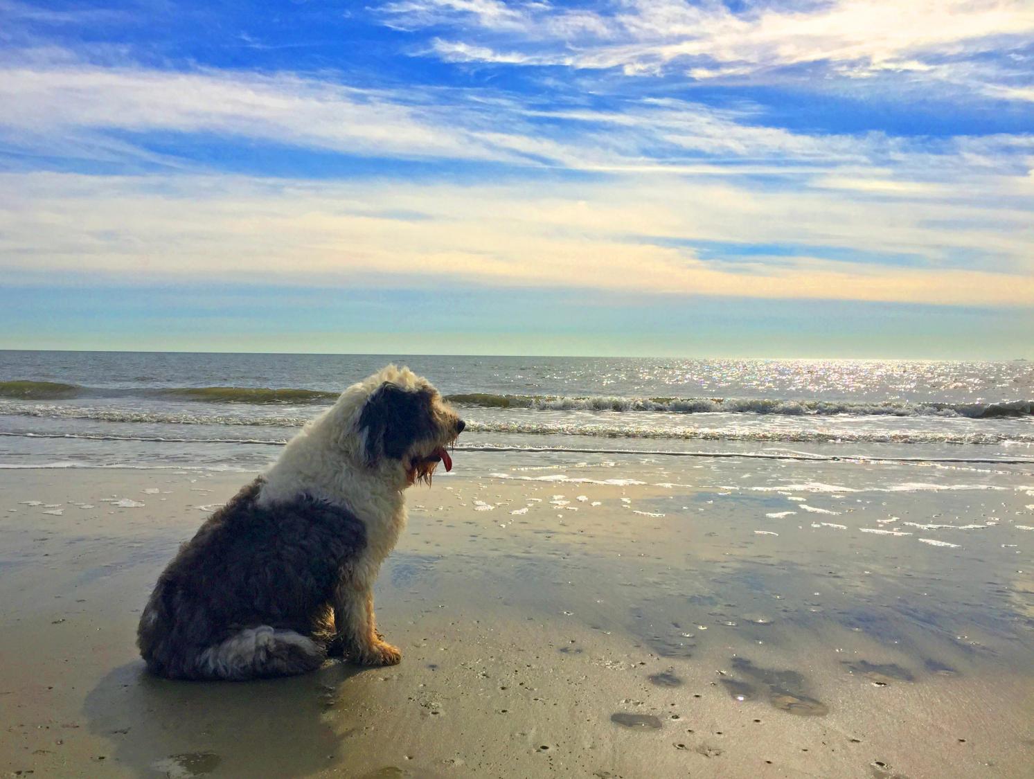 do_gilligan_249