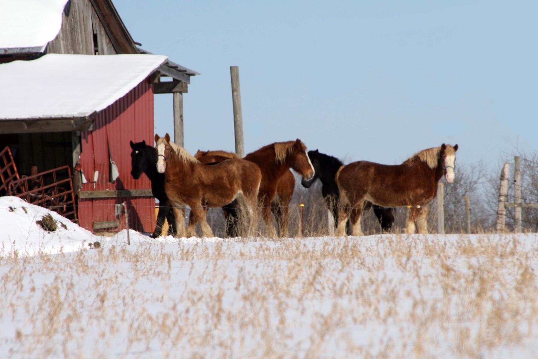 Dexter Horses in Winter