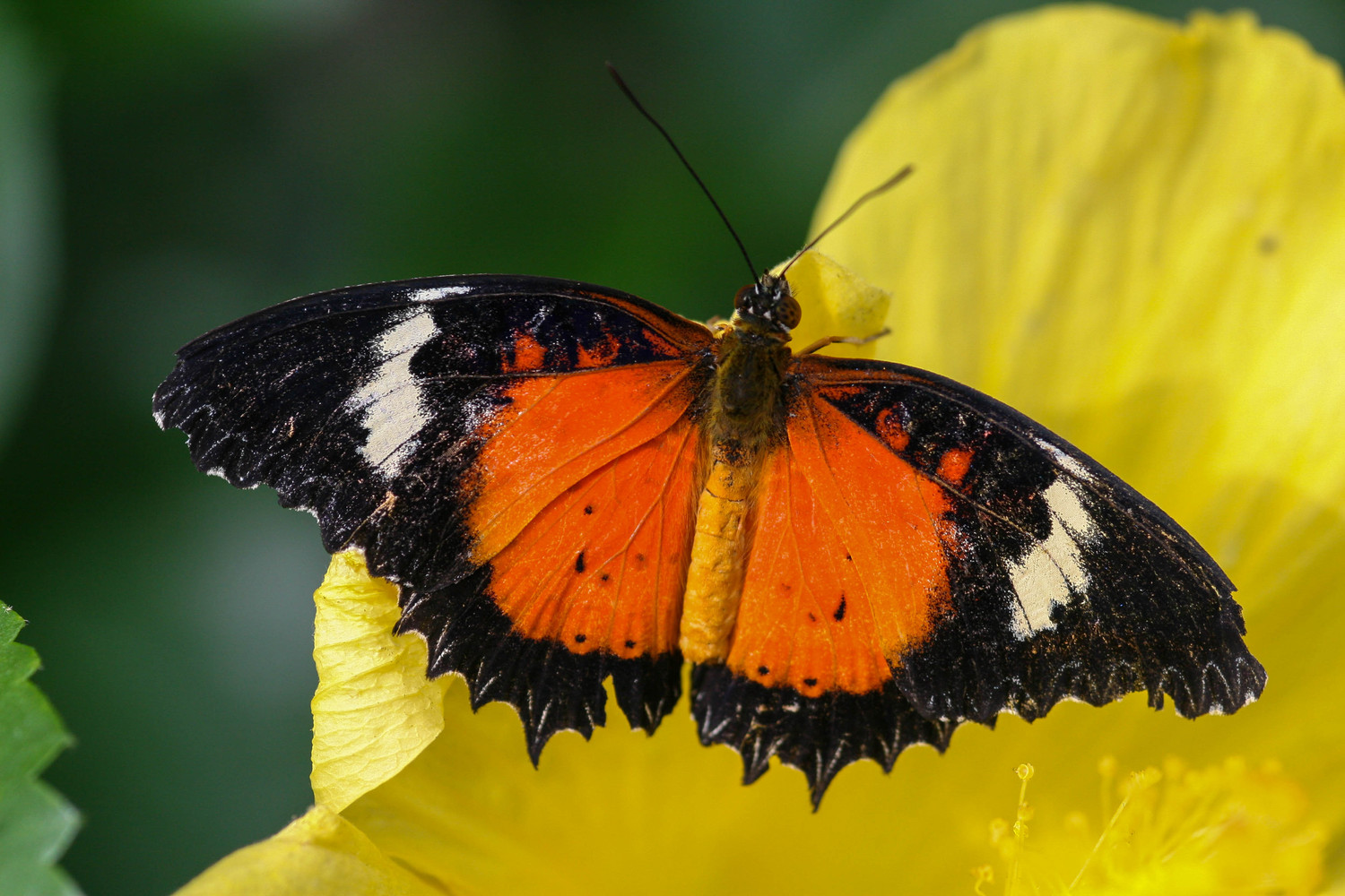 dtill butterfly