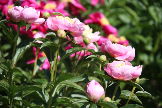 pin_All that Pink_6464