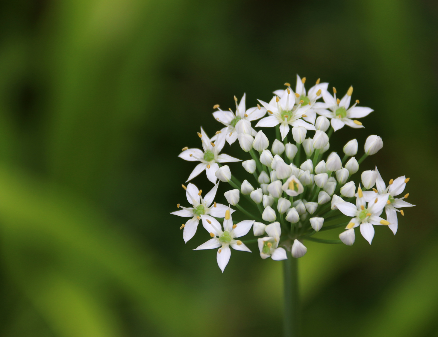 starflower