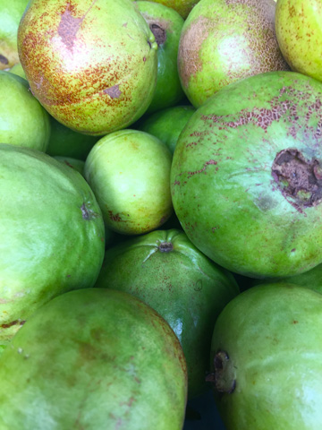 guava