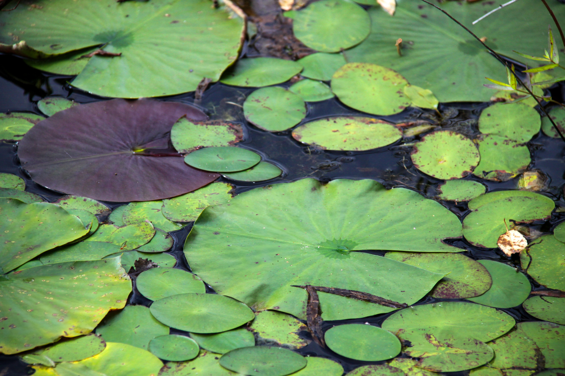 perfect green