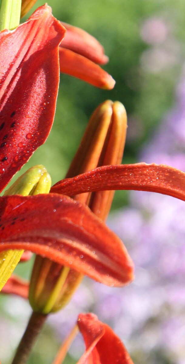 Lily C