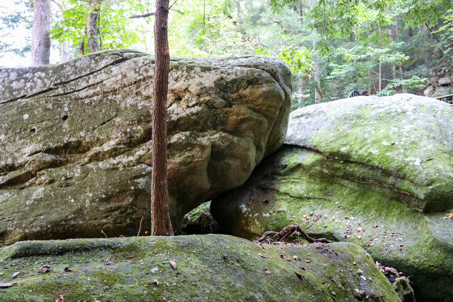 growing out of the rocks